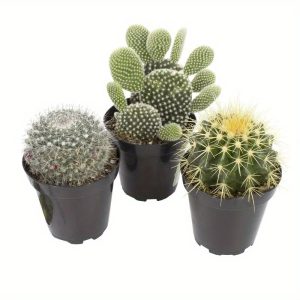 100pcs seed CactusSucculent seed, Live Indoor House Plants
