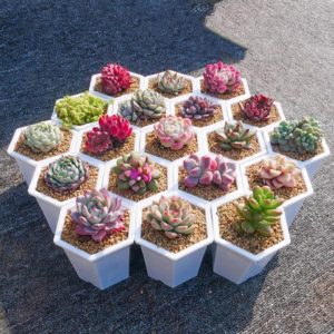 Easy Cultivating High germination rate 6 Different Varieties Live Plants Collection Great for Gardening Beginner, DIY Projects, Party Favor