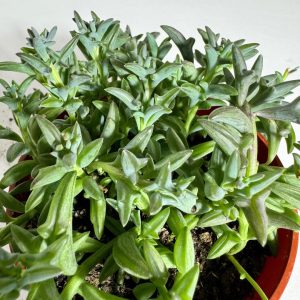 Unique Live Plant String of Dolphins Succulent Plant 4 inch pot Trailing Succulent Plant Dolphin Shaped Leaves Real Living Plant